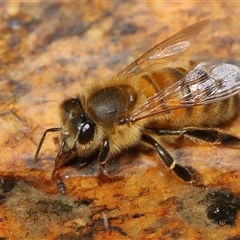 Apis mellifera at Tharwa, ACT - 10 Aug 2024