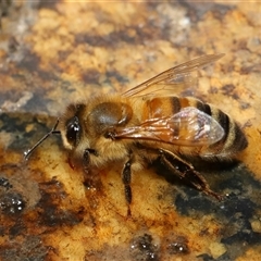 Apis mellifera at Tharwa, ACT - 10 Aug 2024