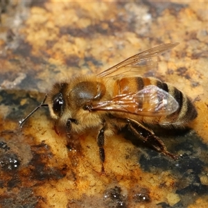 Apis mellifera at Tharwa, ACT - 10 Aug 2024