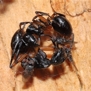 Milichiidae (family) at Acton, ACT - 25 Aug 2024