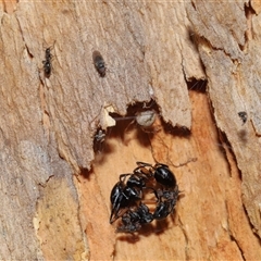 Milichiidae (family) at Acton, ACT - 25 Aug 2024