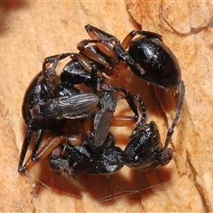 Milichiidae (family) at Acton, ACT - 25 Aug 2024