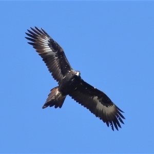 Aquila audax at Throsby, ACT - 24 Aug 2024