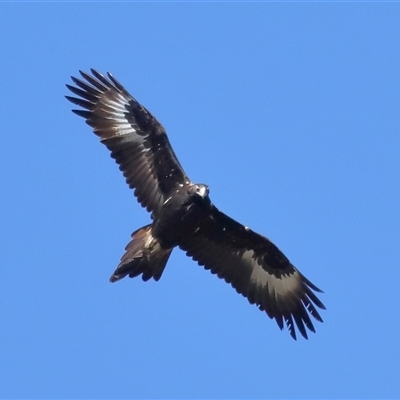 Aquila audax (Wedge-tailed Eagle) at Throsby, ACT - 24 Aug 2024 by TimL