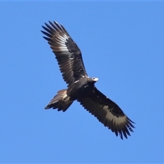 Aquila audax at Throsby, ACT - 24 Aug 2024