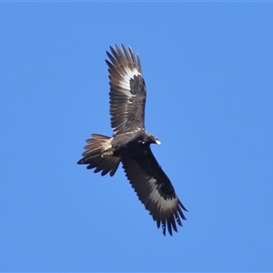 Aquila audax at Throsby, ACT - 24 Aug 2024