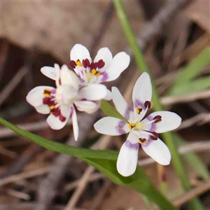 Wurmbea dioica subsp. dioica at Gundaroo, NSW - 12 Sep 2024 10:29 AM