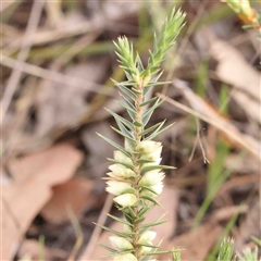 Melichrus urceolatus (Urn Heath) at Gundaroo, NSW - 12 Sep 2024 by ConBoekel