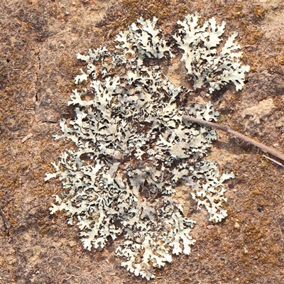 Unverified Lichen at Gundaroo, NSW - 12 Sep 2024 by ConBoekel