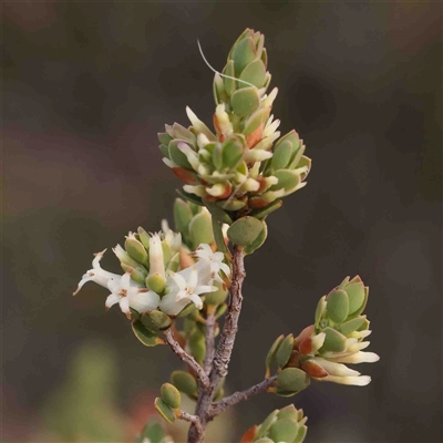 Brachyloma daphnoides (Daphne Heath) at Gundaroo, NSW - 12 Sep 2024 by ConBoekel