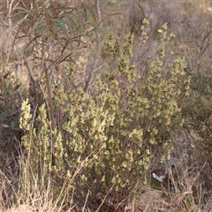 Brachyloma daphnoides at Gundaroo, NSW - 12 Sep 2024 10:34 AM