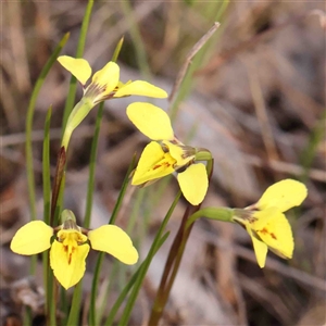 Diuris chryseopsis at Gundaroo, NSW - 12 Sep 2024