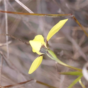 Diuris chryseopsis at Gundaroo, NSW - 12 Sep 2024