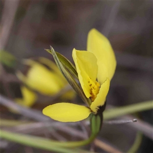 Diuris chryseopsis at Gundaroo, NSW - 12 Sep 2024