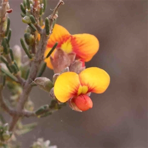 Dillwynia sericea at Gundaroo, NSW - 12 Sep 2024