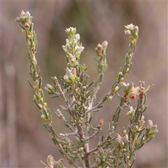 Dillwynia sericea at Gundaroo, NSW - 12 Sep 2024 10:37 AM