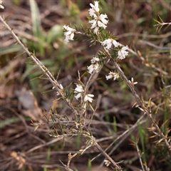 Lissanthe strigosa subsp. subulata (Peach Heath) at Gundaroo, NSW - 12 Sep 2024 by ConBoekel