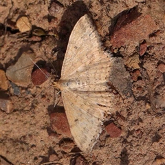 Scopula rubraria at Gundaroo, NSW - 12 Sep 2024 by ConBoekel