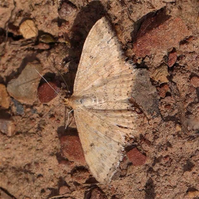 Scopula rubraria at Gundaroo, NSW - 12 Sep 2024 by ConBoekel