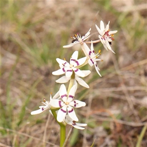 Wurmbea dioica subsp. dioica at Gundaroo, NSW - 12 Sep 2024 10:41 AM