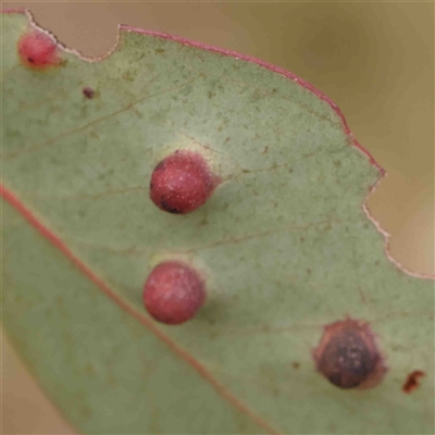 Unidentified Unidentified Insect Gall at Gundaroo, NSW - 12 Sep 2024 by ConBoekel