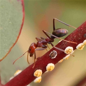 Iridomyrmex purpureus at Gundaroo, NSW - 12 Sep 2024