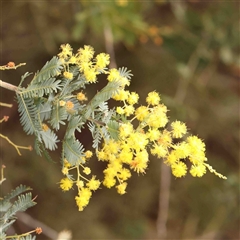 Acacia baileyana (Cootamundra Wattle, Golden Mimosa) at Gundaroo, NSW - 12 Sep 2024 by ConBoekel