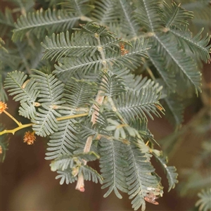 Acacia baileyana at Gundaroo, NSW - 12 Sep 2024