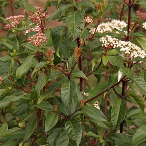 Viburnum tinus at Gundaroo, NSW - 12 Sep 2024 10:50 AM