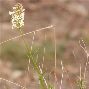 Stackhousia monogyna at Gundaroo, NSW - 12 Sep 2024