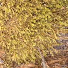 Unidentified Moss, Liverwort or Hornwort at Gundaroo, NSW - 12 Sep 2024 by ConBoekel