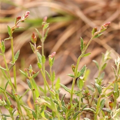 Gonocarpus tetragynus (Common Raspwort) at Gundaroo, NSW - 12 Sep 2024 by ConBoekel