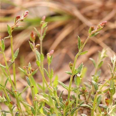 Gonocarpus tetragynus (Common Raspwort) at Gundaroo, NSW - 12 Sep 2024 by ConBoekel