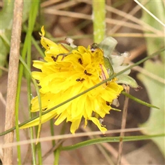 Unidentified Other Wildflower or Herb at Gundaroo, NSW - 12 Sep 2024 by ConBoekel