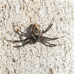 Euryopis splendens (Splendid tick spider) at Higgins, ACT - 13 Sep 2024 by MichaelWenke