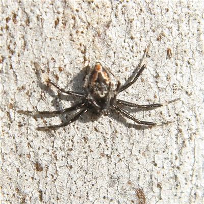 Euryopis splendens (Splendid tick spider) at Higgins, ACT - 13 Sep 2024 by MichaelWenke