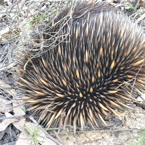 Tachyglossus aculeatus at Penrose, NSW - 13 Sep 2024