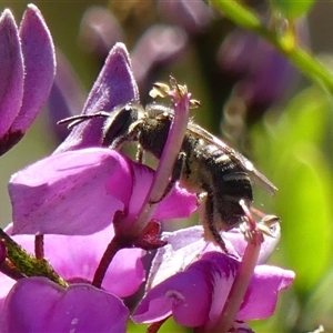 Lasioglossum (Chilalictus) sp. (genus & subgenus) at Braemar, NSW - 6 Sep 2024