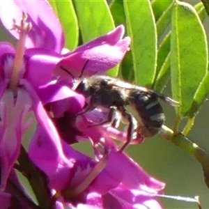 Lasioglossum (Chilalictus) sp. (genus & subgenus) at Braemar, NSW - 6 Sep 2024