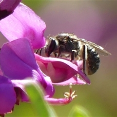 Lasioglossum (Chilalictus) sp. (genus & subgenus) at Braemar, NSW - 6 Sep 2024