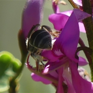 Lasioglossum (Chilalictus) sp. (genus & subgenus) at Braemar, NSW - 6 Sep 2024