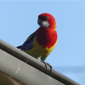 Platycercus eximius at Braemar, NSW - 6 Sep 2024