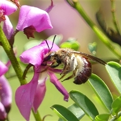 Lasioglossum (Parasphecodes) sp. (genus & subgenus) (Halictid bee) at Braemar, NSW - 10 Sep 2024 by Curiosity