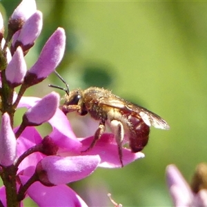 Lasioglossum (Parasphecodes) sp. (genus & subgenus) at Braemar, NSW - 10 Sep 2024