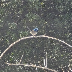 Malurus cyaneus (Superb Fairywren) at Jenolan, NSW - 14 Sep 2024 by MandyandScott