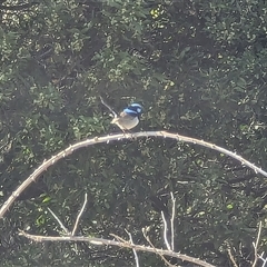 Malurus cyaneus (Superb Fairywren) at Jenolan, NSW - 13 Sep 2024 by ScottandMandy