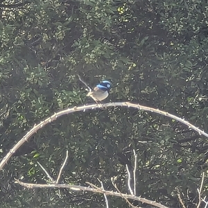 Malurus cyaneus at Jenolan, NSW - 14 Sep 2024 08:50 AM