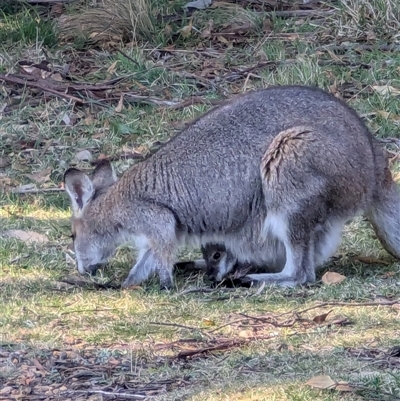 Notamacropus rufogriseus (Red-necked Wallaby) at Jenolan, NSW - 14 Sep 2024 by ScottandMandy