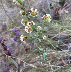 Pimelea linifolia subsp. linifolia (Queen of the Bush, Slender Rice-flower) at Acton, ACT - 12 Sep 2024 by harrison.bowdem