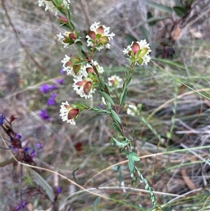 Pimelea linifolia subsp. linifolia at Acton, ACT - 12 Sep 2024